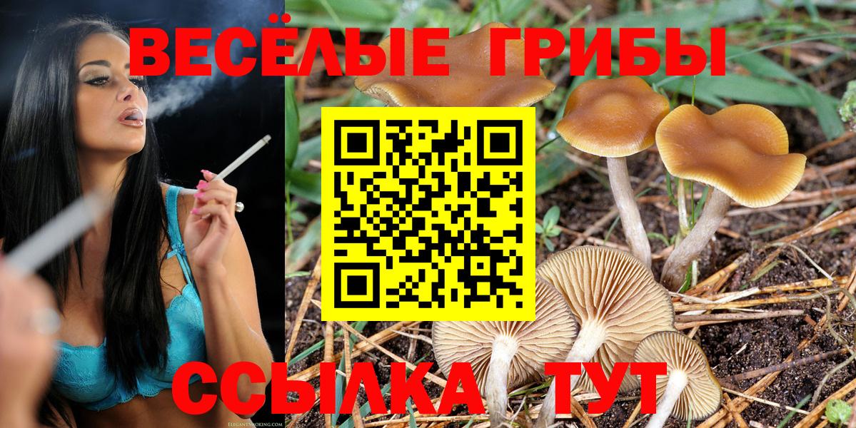 Галлюциногенные грибы Psilocybe Великий Новгород